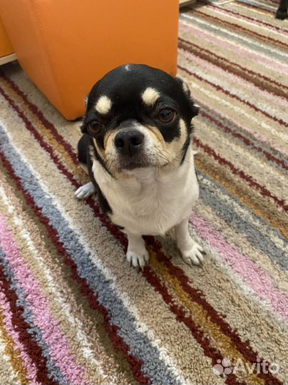 Щенки чихуахуа