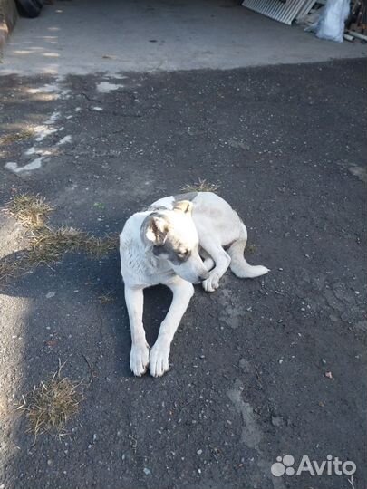 Собака ишо не скрестила нужен кабель