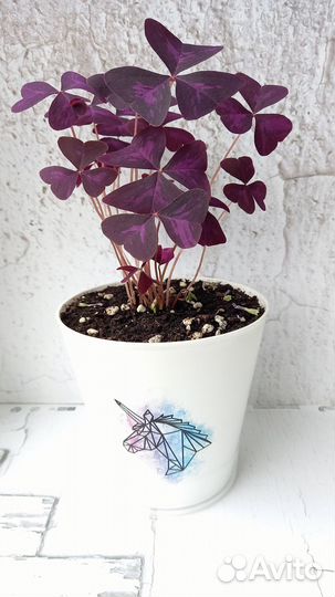 Оксалис Кислица