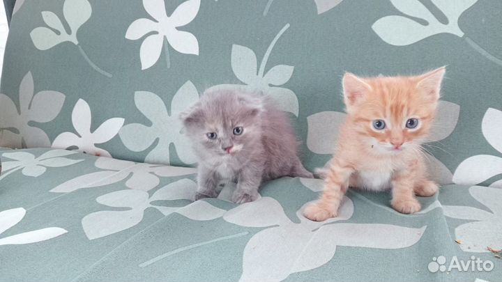 Отдам в добрые руки