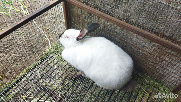 Кролики на племя
