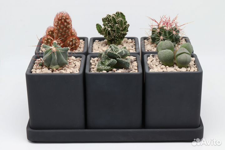 Горшки, наборы кашпо для суккулентов и кактусов