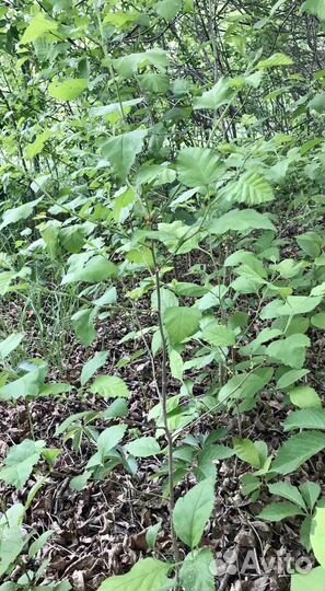 Саженцы боярышника