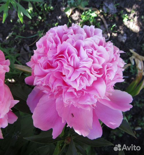 Пионы корни