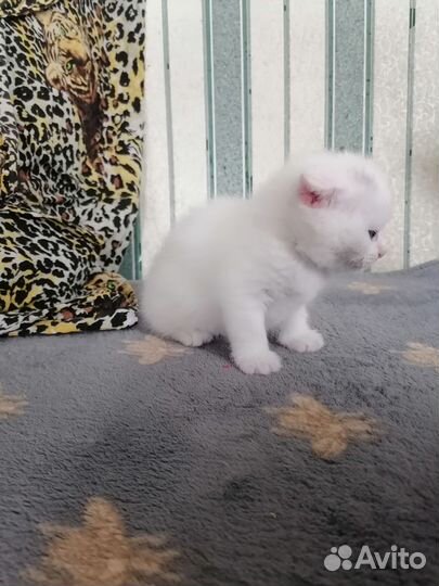 Шотландская вислоухая котёнок девочка
