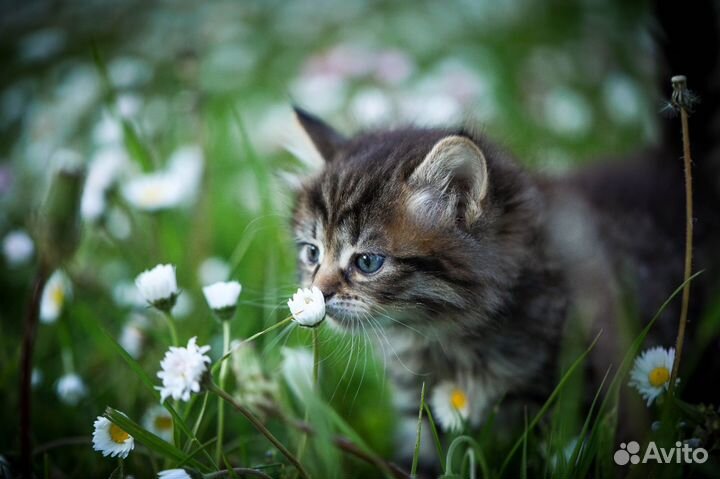 Сибирские котята