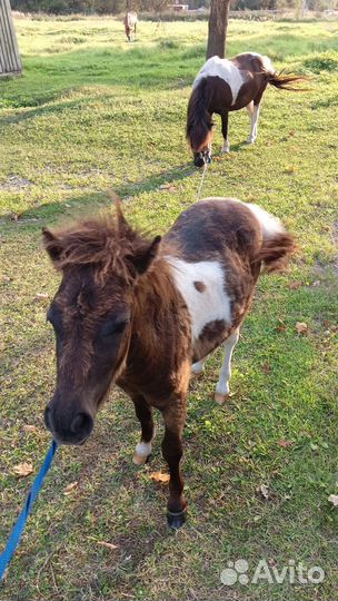 Шетлендский пони