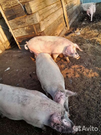 Свиньи супоросные