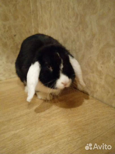 Декоративная вислоухая крольчиха ищет пару