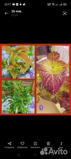 Колеусы вегетативные черенки