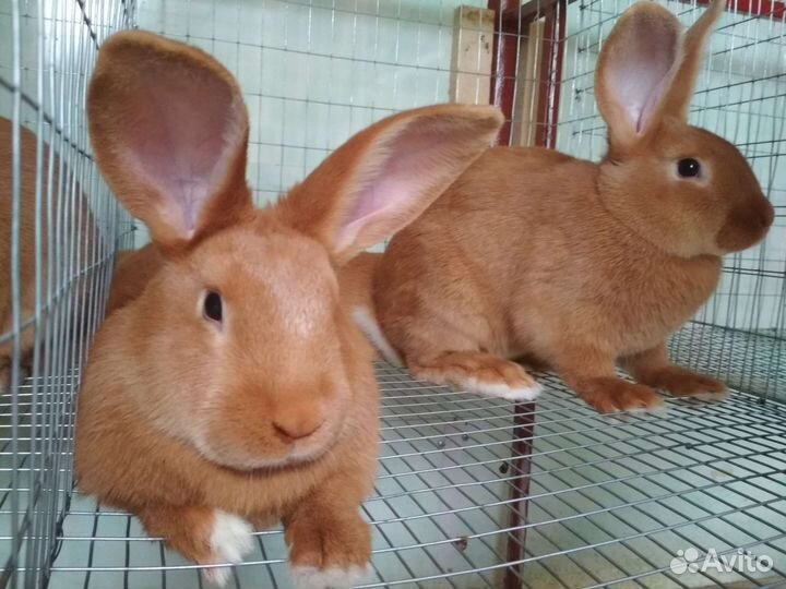 Кролики породы Бургундия
