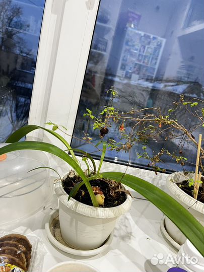 Гиппиаструм