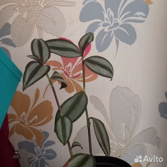 Комнатные домашние растения