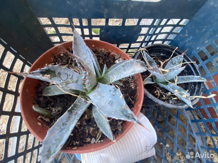 Агава голубая