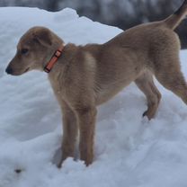 Русская гончая, щенок