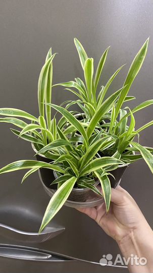 Хлорофитум Океан