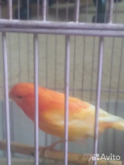 Канарейка самка 