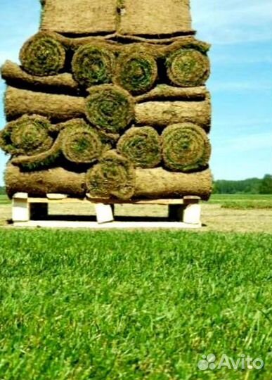 Рулонный газон