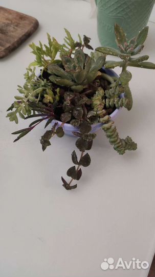 Композиция мини-сад из суккулентов