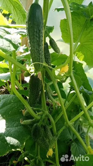 Огурцы свежие 5 лит.ведро