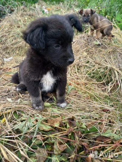 Медвежонок - мальчик 1 месяц