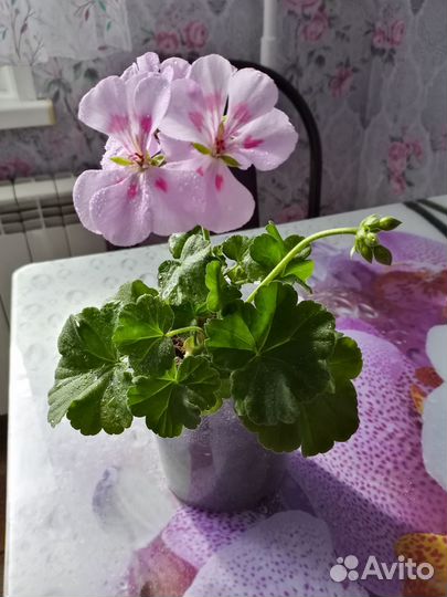 Пеларгония герань королевская