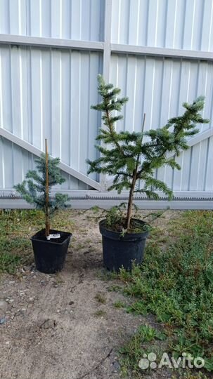 Ель голубая (подробности в описании)