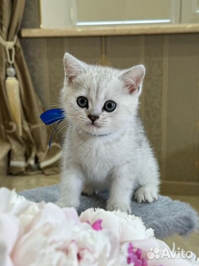 Серебряная шиншилла