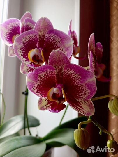 Орхидеи сортовые цветущие