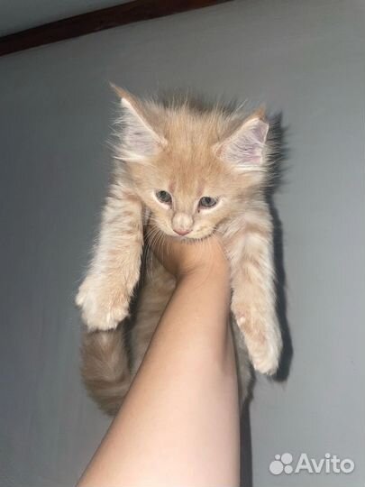 Котята мейн-кун