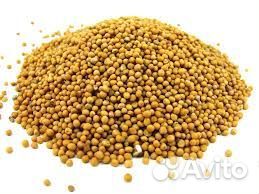 Семена горчицы для консервации