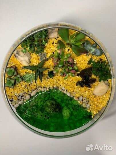 Флорариум садик из суккулентов