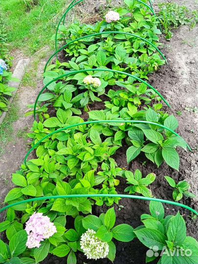 Гортензия крупнолистная Вечное лето саженцы