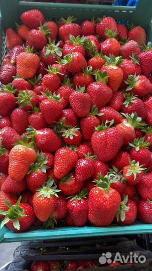 Сборщик клубники