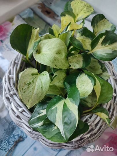 Epipremnum marble apple