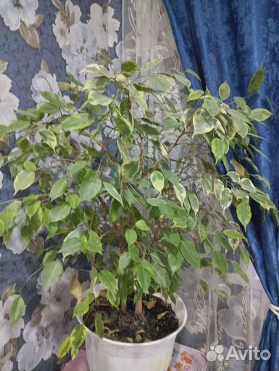 Фикус бенджамина