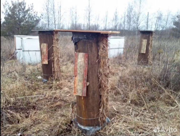 Колоды, борти для пчел