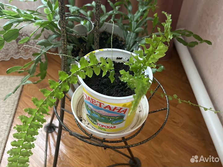 Комнатные цветы