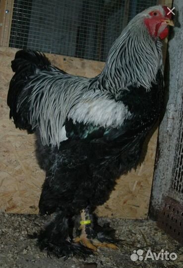 Петух брама