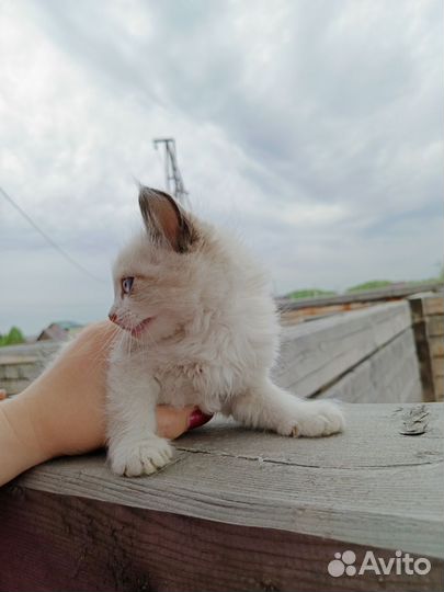 Отдам котят