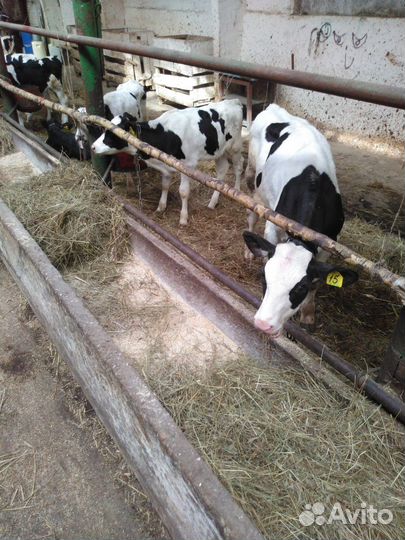 Телята мясной породы бычки