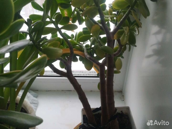 Денежное дерево