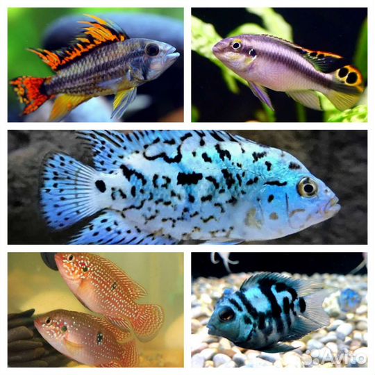 Аквариумные рыбки местной разводни
