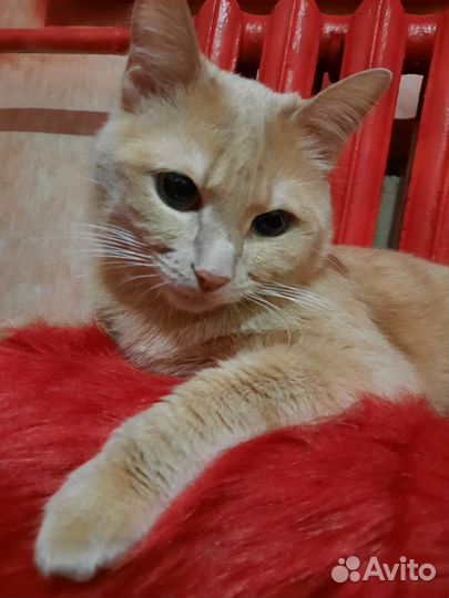 Кошки бесплатно