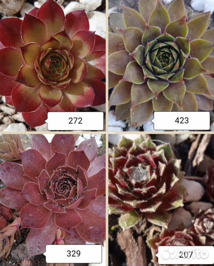 Молодило сортовые