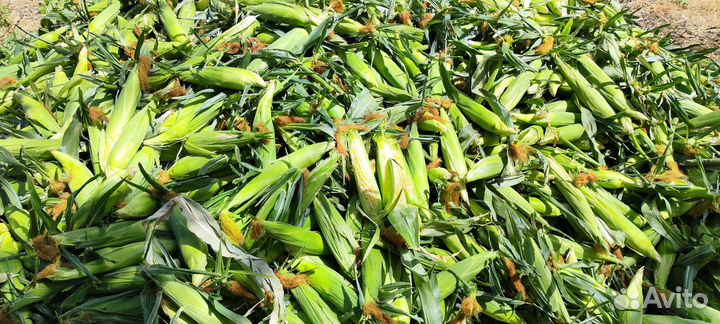 Сладкая кукуруза