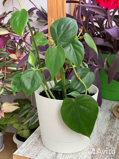 Комнатные растения