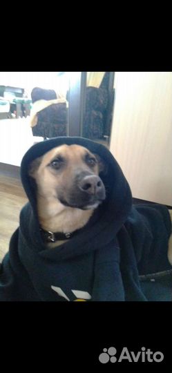 Вязка малинуа