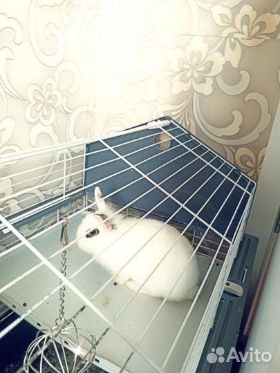 Декоративные кролики