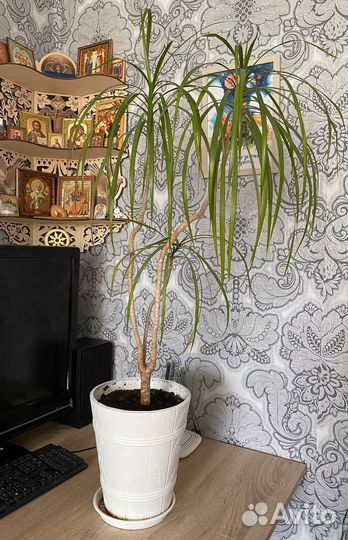 Комнатные цветы